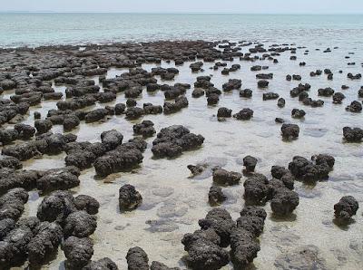 Stromatolite Pilgrimage