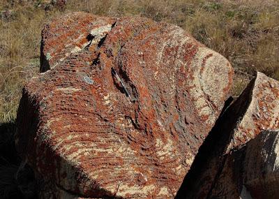 Stromatolite Pilgrimage