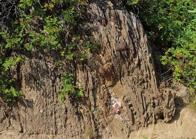 Stromatolite Pilgrimage