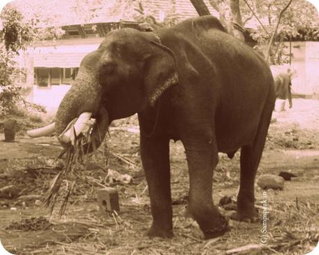 Dussera at Mysore ~ insurance for elephants