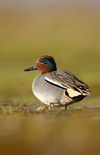 Have a great day out at the North West Bird Watching Festival at WWT Martin Mere Wetland Centre