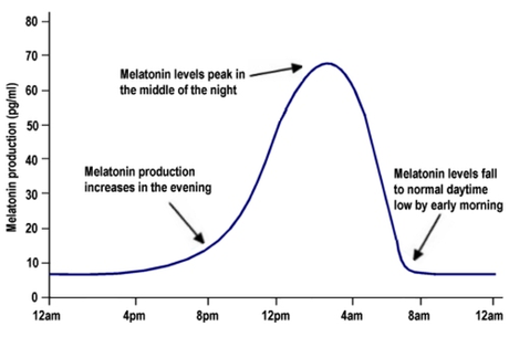 Melatonin Production