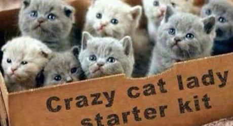 Are you a crazy cat owner? Does this image ring a bell