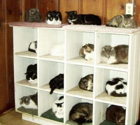 Are you a crazy cat owner? Does this image ring a bell?