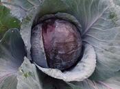 Cabbage "Ruby Perfection"