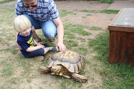Devon Days Out: Powderham Castle