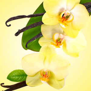 Vanilla Blossoms Fragrance Oil