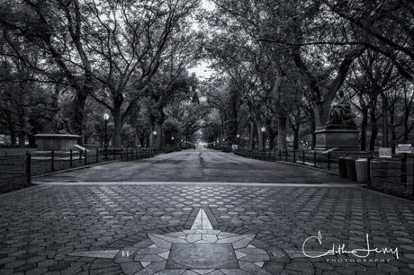 New York, Central Park, Literary Walk, black and white, travel photography, trees, bench