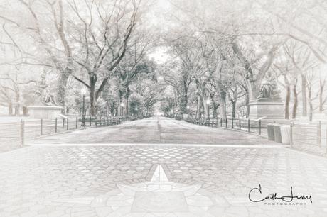 New York, Central Park, Literary Walk, black and white, high key, trees, bench, travel photography