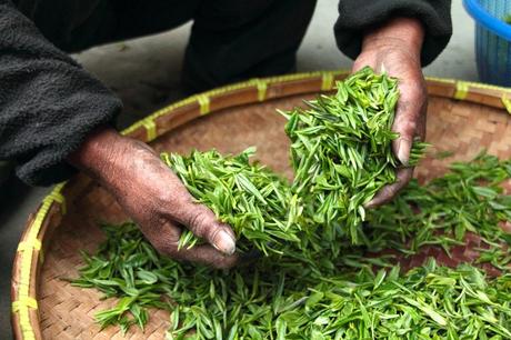 History of green tea
