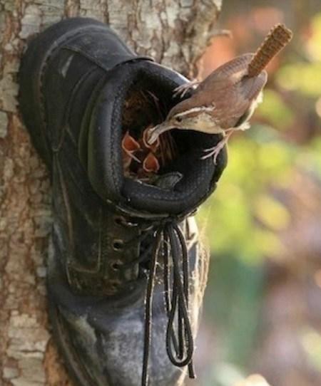 Birdhouse Made From an Old Boot