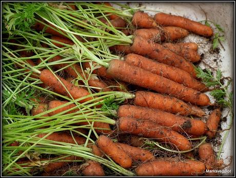 More Finger Carrots