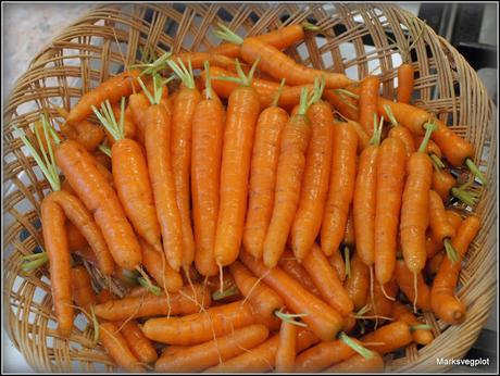 More Finger Carrots