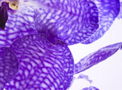 Vanda Orchid Fragrance