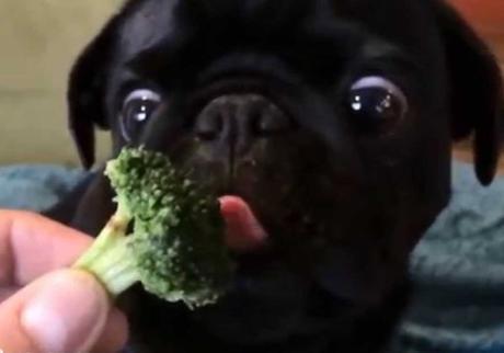 This Dog Loves Vegetables