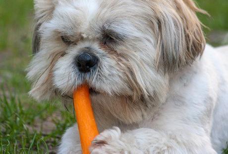 This Dog Loves Vegetables