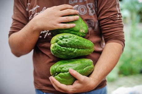 homegrown 'chuchu' (chayote)