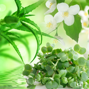 Watercress and Aloe Fragrance Oil