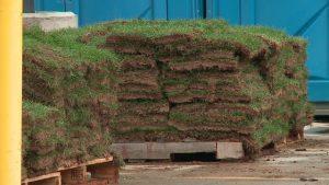 Take a Piece of Wrigley Field Home With You, Literally wrigley field sod