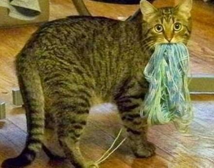 Top 10 Guilty as Sin Cats Caught In The Act
