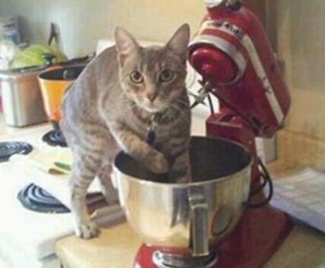 Naughty Cat Caught In The Act