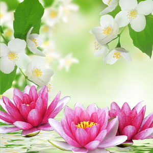 NG Water Lily and Jasmine Type Fragrance Oil