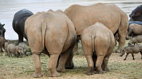 Elephants with big butts