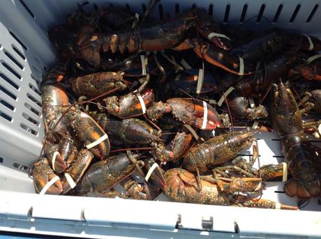 Cape Breton - Lobster fishing - tagged lobsters ready for sale 2