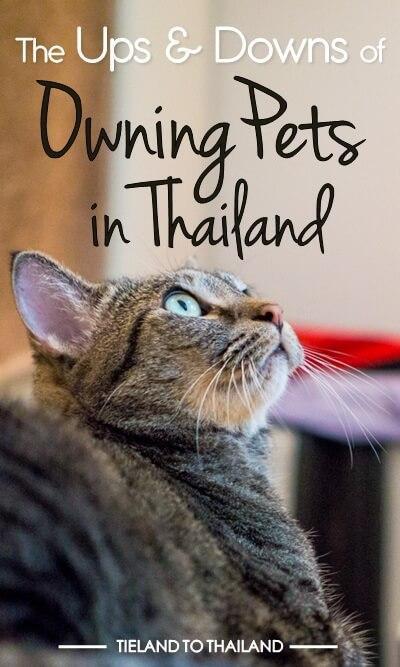 Ups and Downs of Owning Pets in Thailand