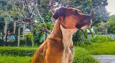 Ups and Downs of Owning Pets in Thailand
