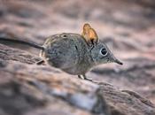 Botswana Little Mousey Would Shrew