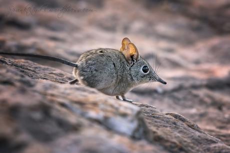 Elephant Shrew