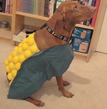 Corn on the Cob Dog Costume Fail