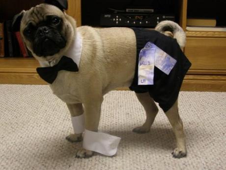 Chippendale Dog Costume Fail