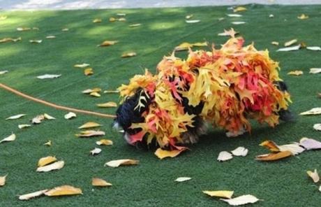 Pile of Leaves Dog Costume Fail