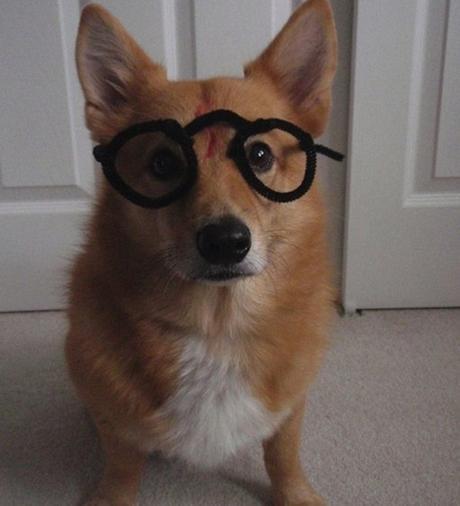 Harry Potter Dog Costume Fail