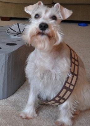 Chewbacca Dog Costume Fail