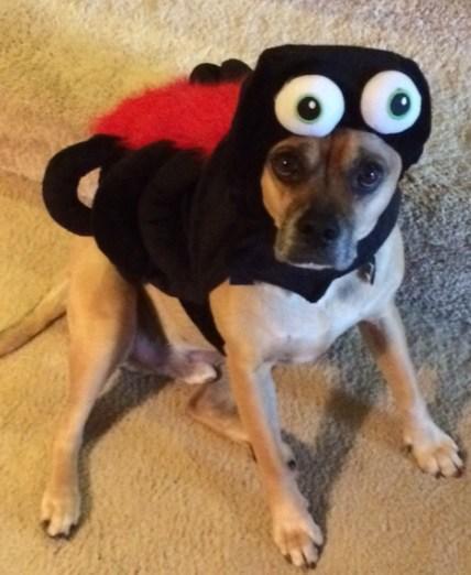 Spider Dog Costume Fail