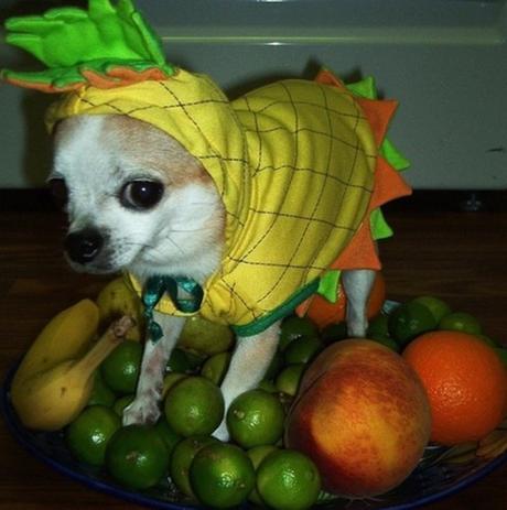Pineapple Dog Costume Fail
