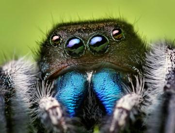Spooky Spiderlicious Spycamera – Halloween Inspired Biomimicry for Young Children