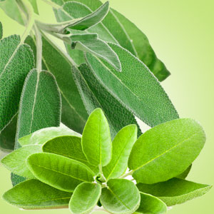 Sage Leaf Fragrance Oil