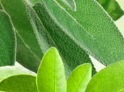 Sage Leaf Fragrance