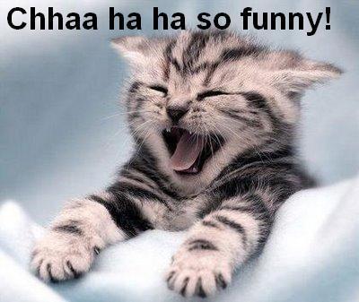 the-laughing-funny-cat