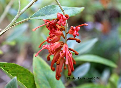 Grevillea victoriae