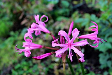 Unknown Nerine