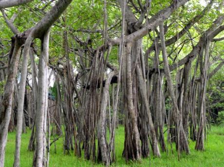 Roots of the Banyan tree