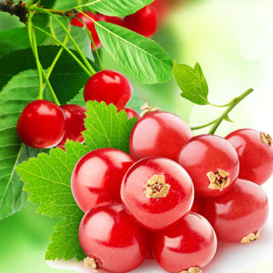 Red Currant Fragrance Oil