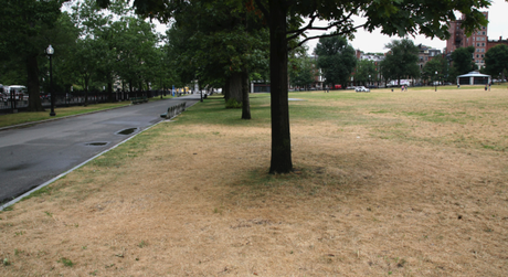 Surviving Drought – if you are a Lawn in an Urban Park
