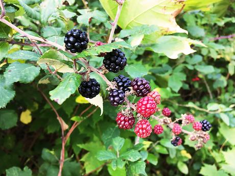 After School Blackberry Picking