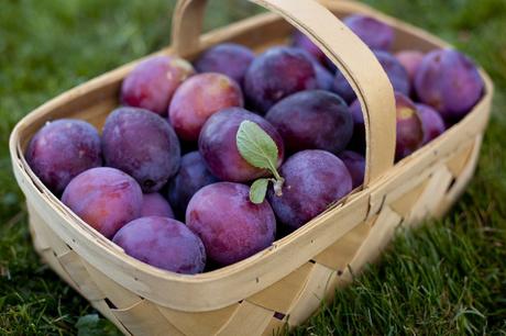  photo IMG_5861picking-plums_zpssciat1f5.jpg